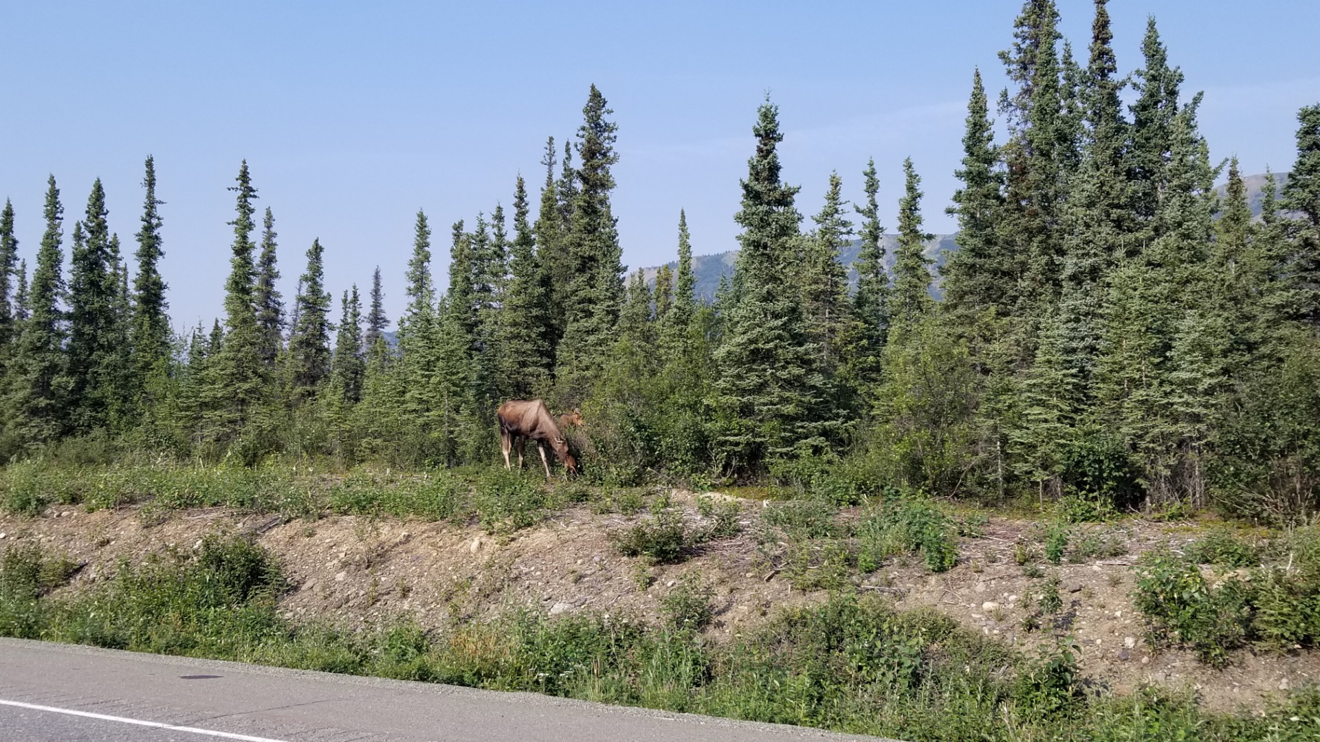 Moose Stop!