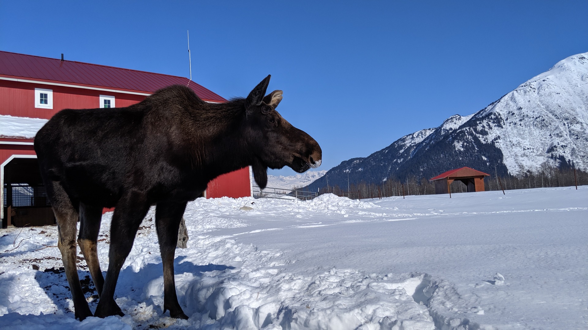 A Record-Breaking Moose Count!