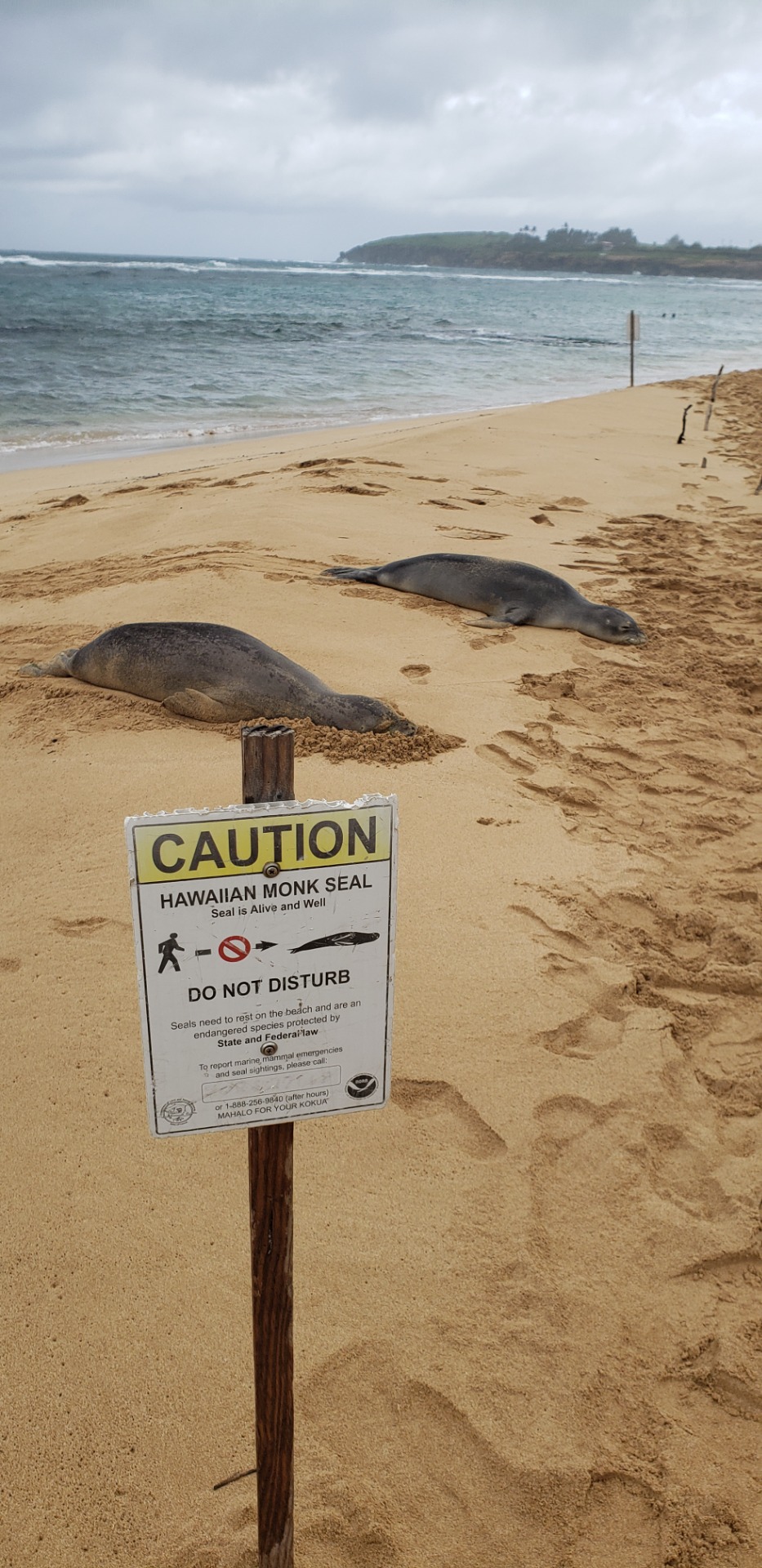Seals on the Beach