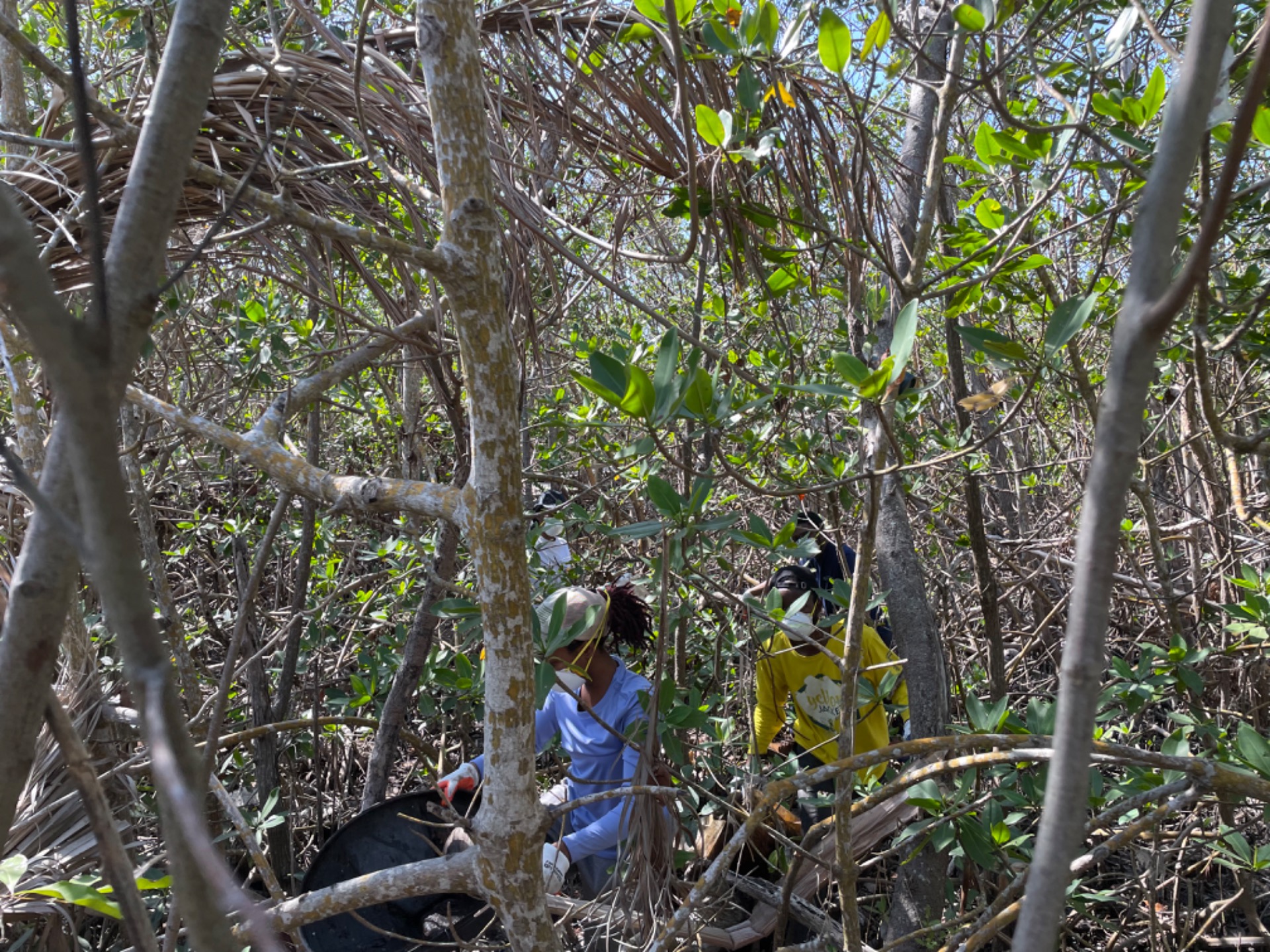 Messy Mangroves 