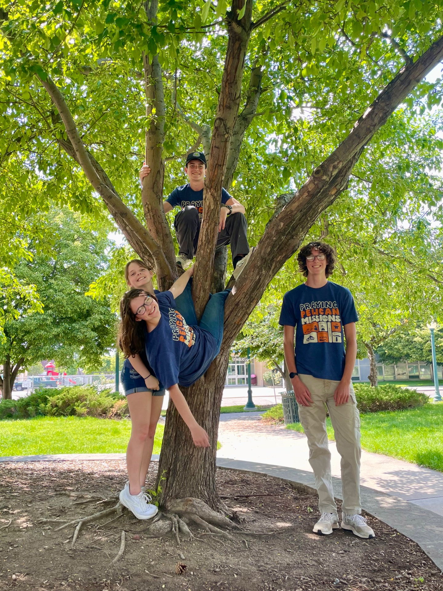 Pelicans nesting in a tree