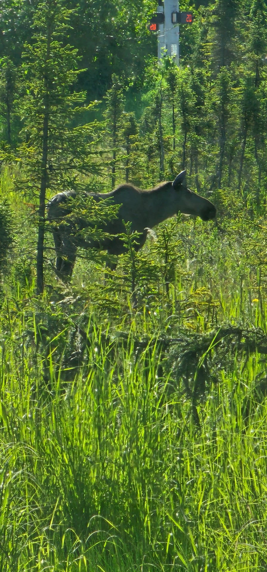 Moose! Donkey, no moose! 