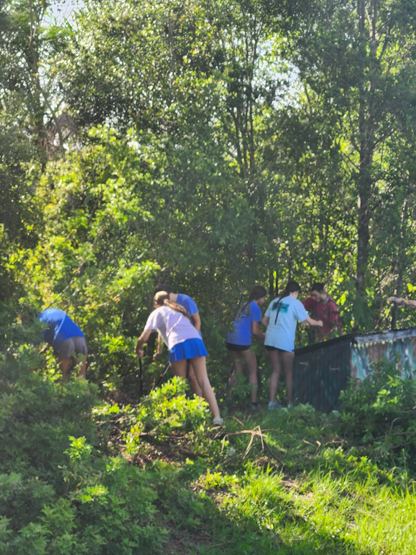 Tree clearing