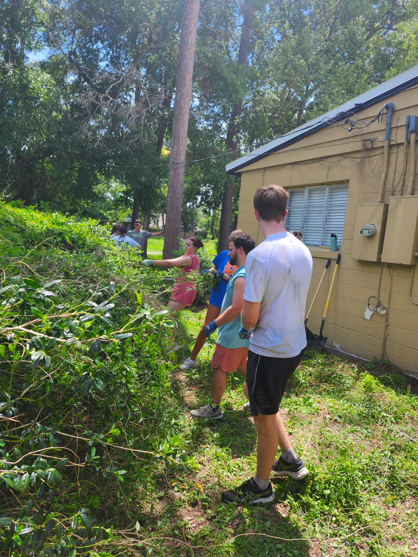 Vine pulling