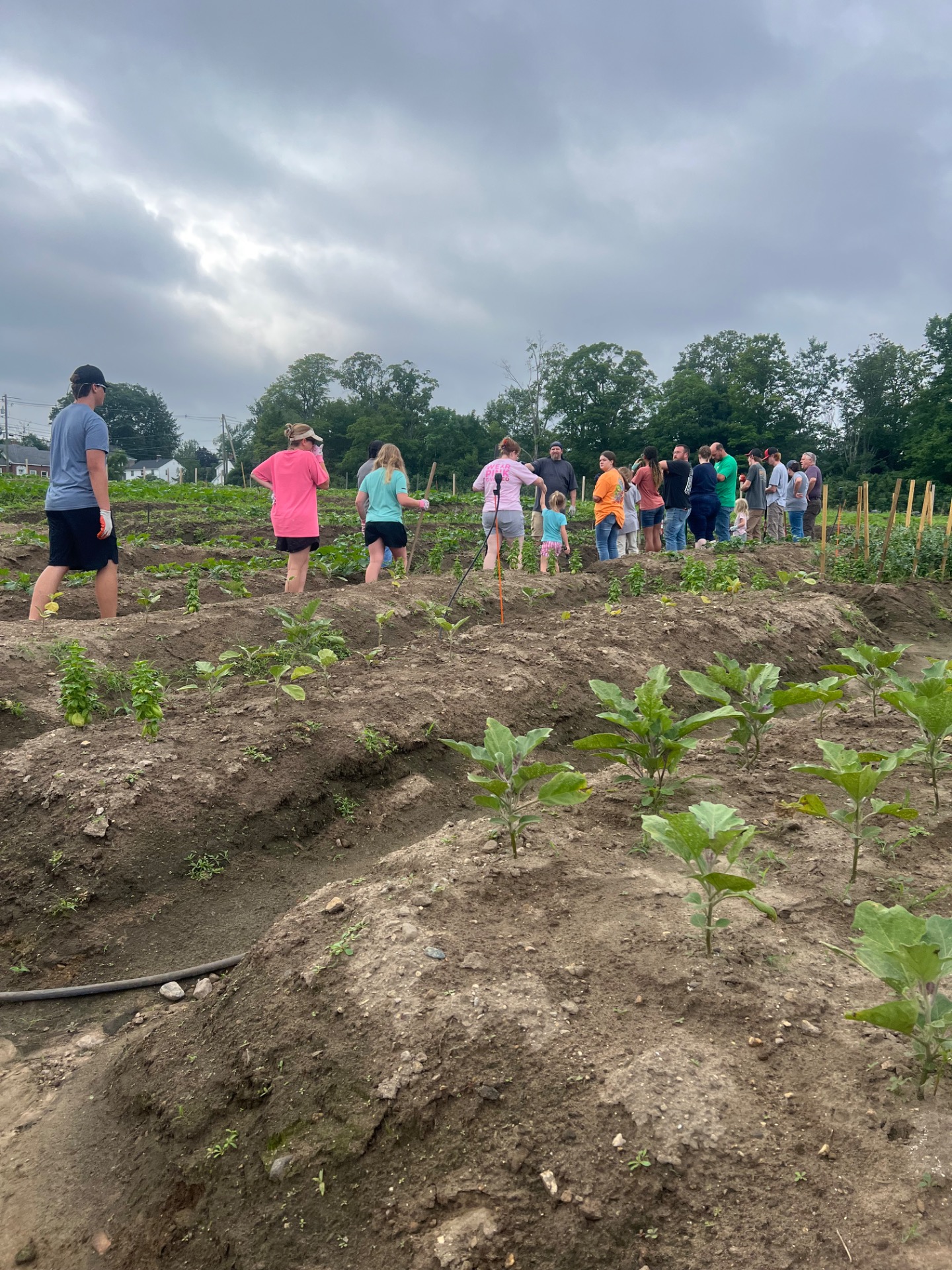 New Hampshire Food Bank Production Garden