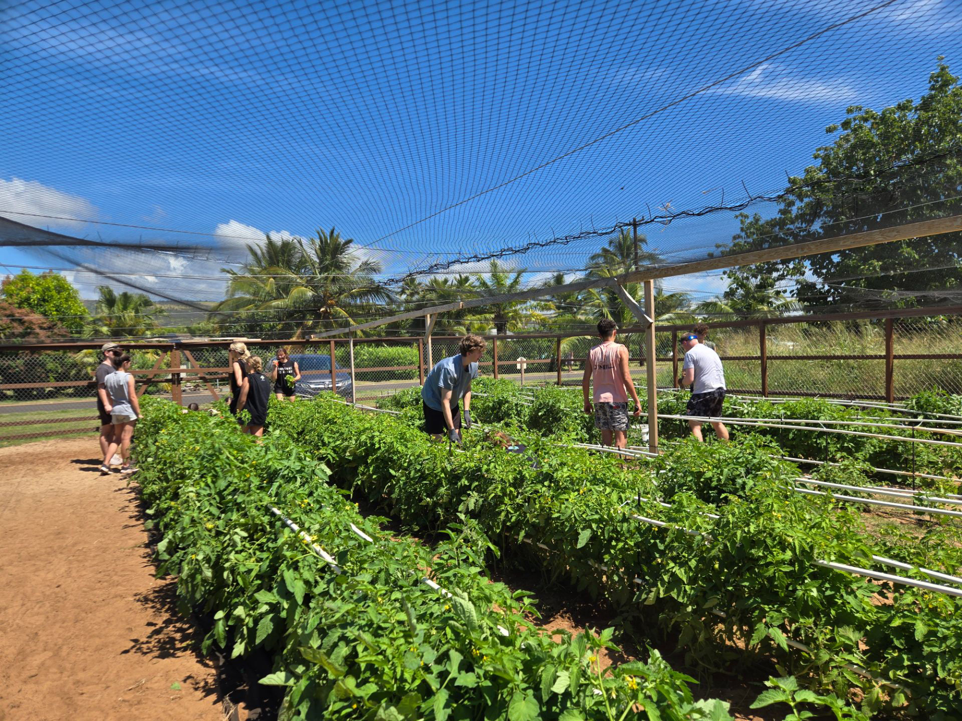 Tomato Restoration at St Paul Episcopal Church