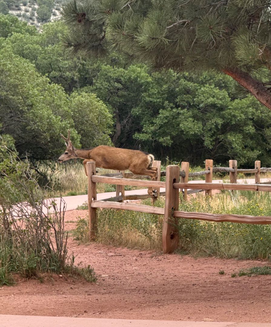 Leaping for Joy 